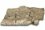 Dinosaur (Triceratops) Bone Section - Montana #307096-1